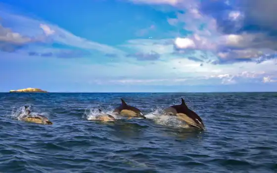 дельфина, море, дельфин