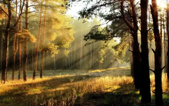лес, утро, солнце, восход, лучи, деревья, свет, свет,