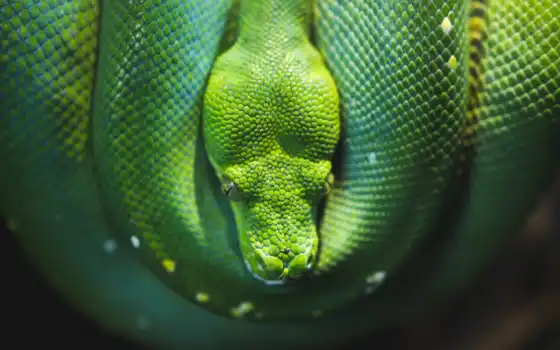 зелень, змей, знень,