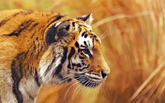 тигры, дикий, природа, тигры, большие, амурски, анг, в лесу, горные