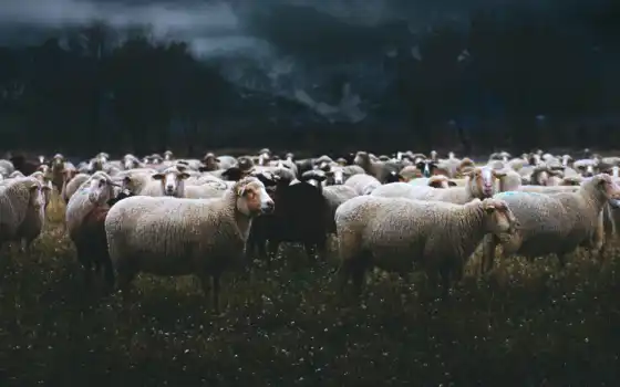 овцы, мерино, прерия, предо, овцы, евангелиски, новости, родословная, волшебная, мрачные