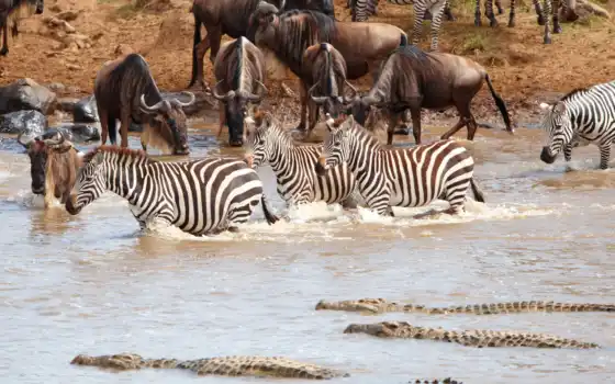 зебра, крокодил, животное, вода