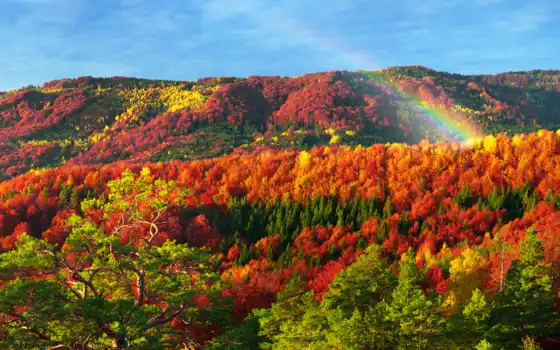 лес, красивый, карпаты, гора, осень, природа