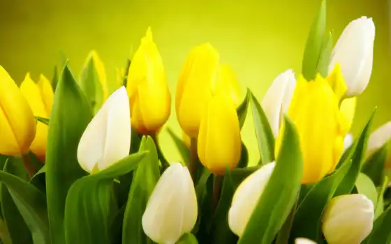 тюльпаны, белые, цветы, желтые, весна, бутоны, 