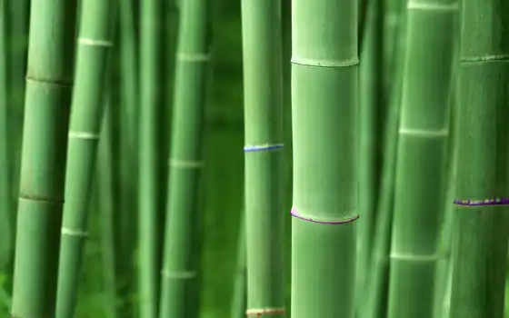 бамбук, обоиафари, доля, исследование, семя, корень,