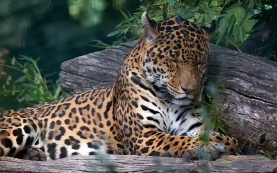 jaguar, durmiendo, биг, estar, acostado, hocico, duerman, animal, dormida