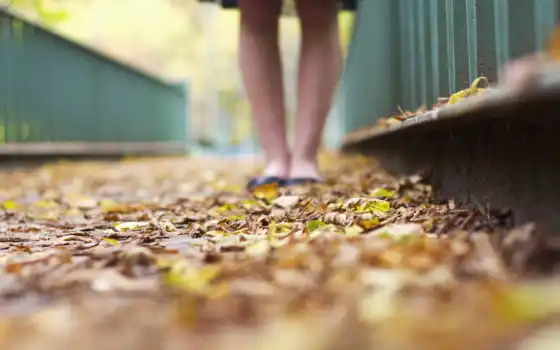 осень, leaf, leg, устройство, лист, yellow, foot, narrow