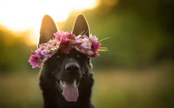 собака, цветы, венок, овчарка, язык, друг
