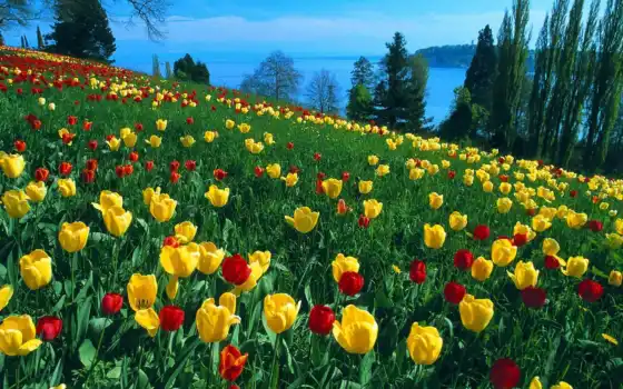 тюльпан, германия, поле, цветы, природа