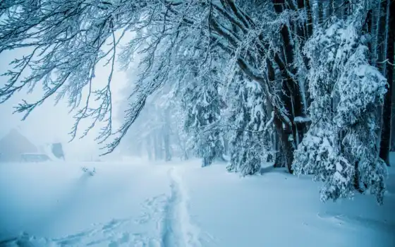 зима, лес, тропинка, деревья, снег,