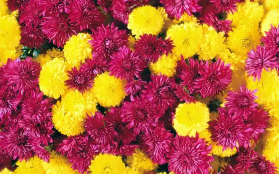 chrysanthemum, средство