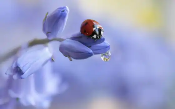 mobile, ladybug