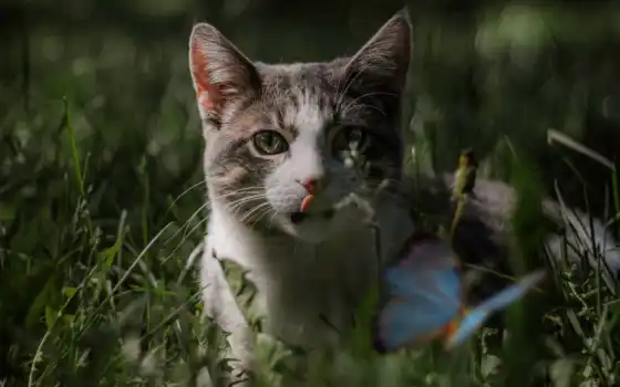 кот, домашнее животное, animal, на улице, бабочка