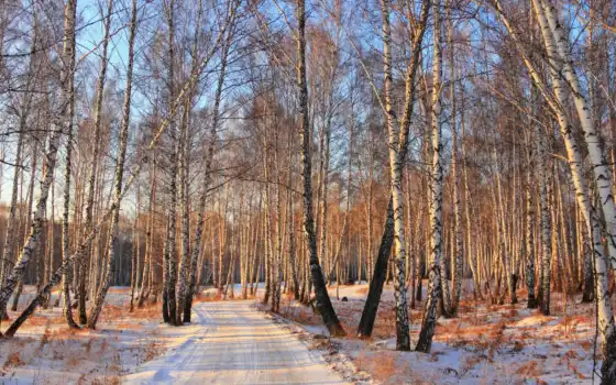 зима, лес, березы, снег, дорога, деревья, картинка, природа, 