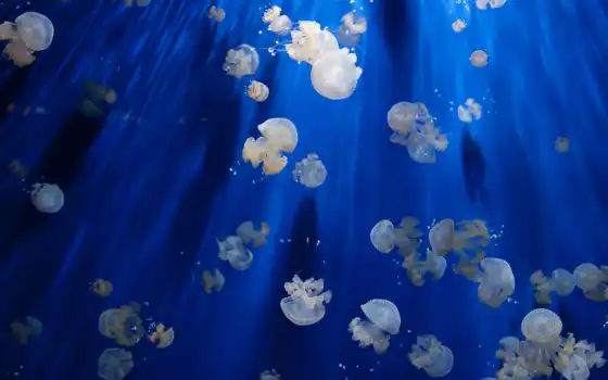 , море, медузы,