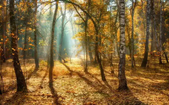 лес, высоком, осень, добавляем, картинкам, 