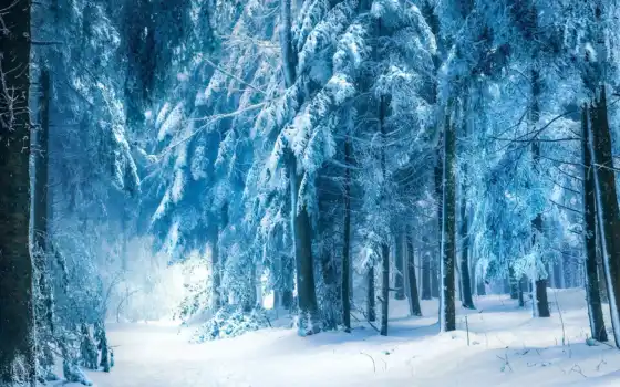 зима, лес, лес, полу, полуденный,