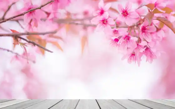фон, розовый, весна, girly, цветы, design, сегодня, formatı, russian, romantic