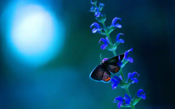 бабочка, цветы, blue, abrakadabra