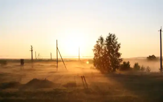 поле, рассвет, туман, утро, природа, дерево, россия, картинка, 