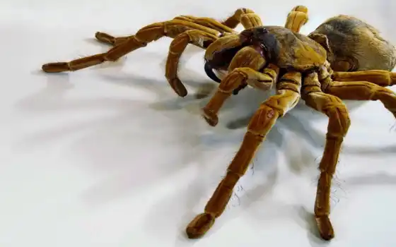 tarantula