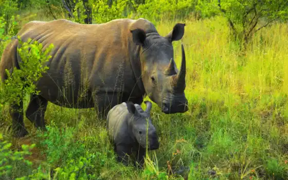носороги, африка, носорог,