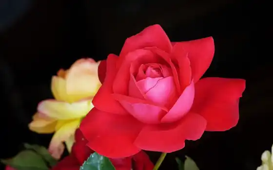 сад, розы