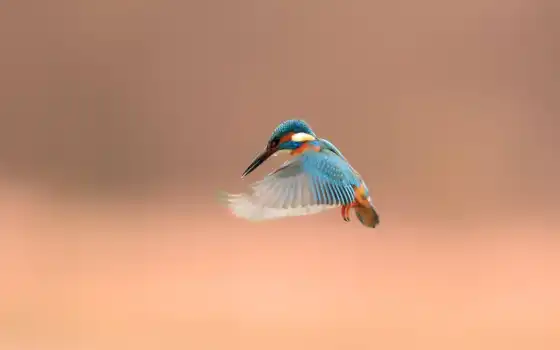 kingfisher, animal
