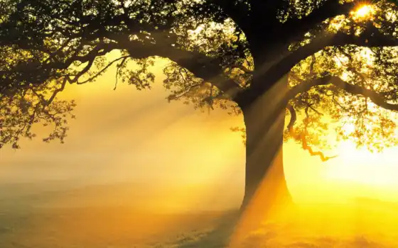 дерево, рассвет, солнце, лучи,