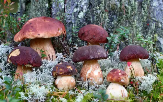 гриб, площадь, свердловский, до, екатеринбург, много, профиль, лесные