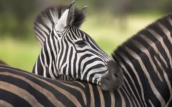 зебра, белый, черный, нок, животное, просто, вопрос, один