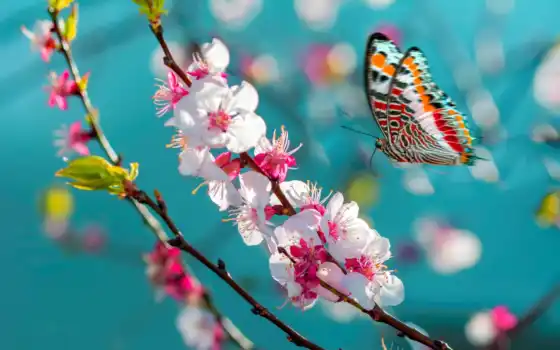 бабочка, цветы, лепешки, Сакура, музыка, весна, насеком, синий, розовый, белый