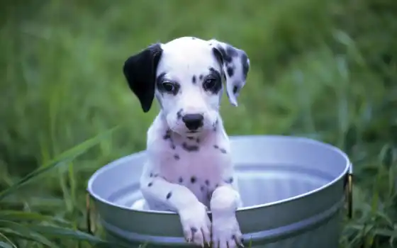 обои на рабочий стол, красивые картинки, картинки для ipad, обои для android