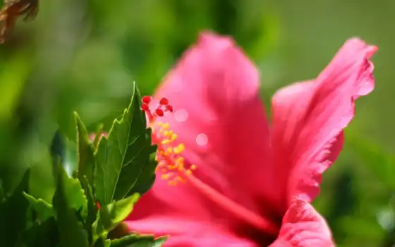 цветы, garden, flowers, lily, розовая, 