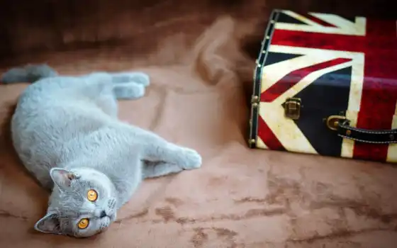 кот, британец, серый, чемодан, свет, желтые, ук, флаг, лежит, 