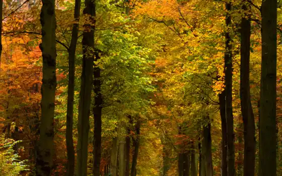 природа, леса, осенние, парки, деревья, осень, 