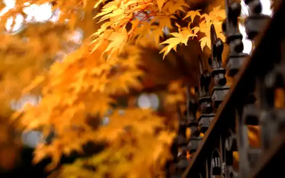 осень, листья, природа, решетка, ограда, картинка, 