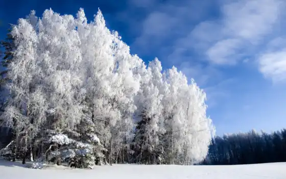 зима, год, деревья,