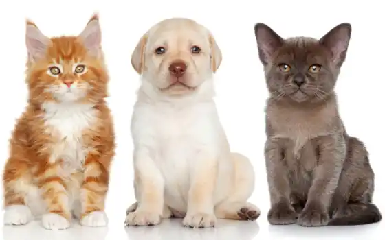 щенок, лабрадор, меин, котенок, ретривер, животное, белый