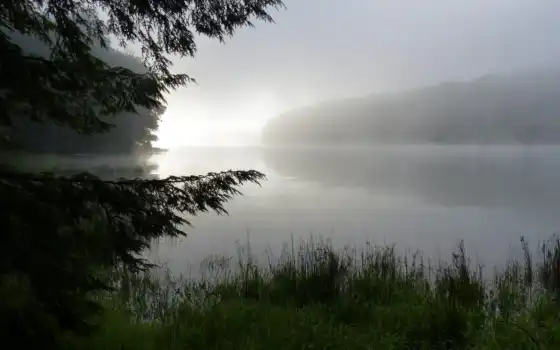утро, озеро, туман, роса, лес, трава, природа, фото,