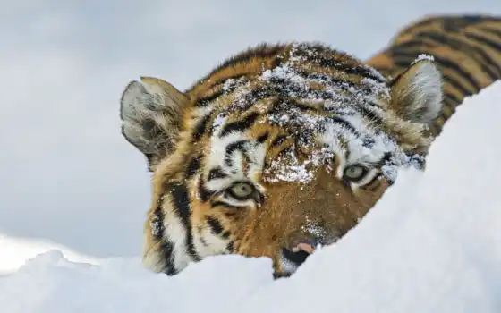 тигр, кот, морда, дикая, смотреть, снегу, снег, тигры, 