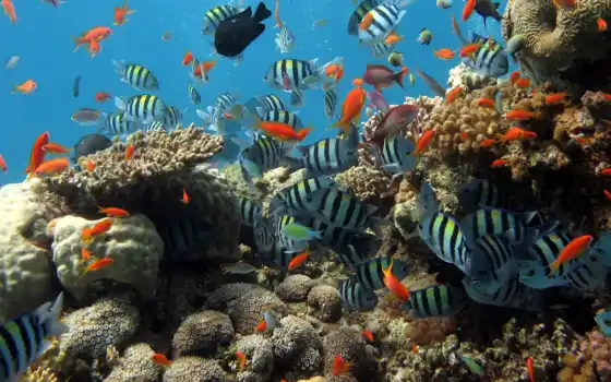 под водой, мир, сингапур, океан, море, кораллы, животное, спапурский, океан