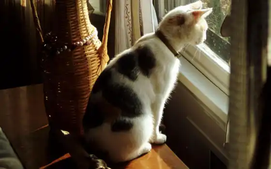 кот, смотреть, окно