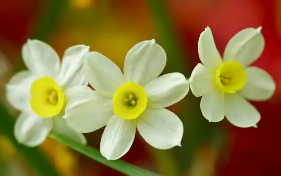daffodils, русский, narcise, настольный, мир, бесплатно, рисунков,