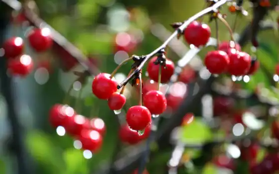 cherry, макро, капли, branch, water, дерево, боке, ветке, 