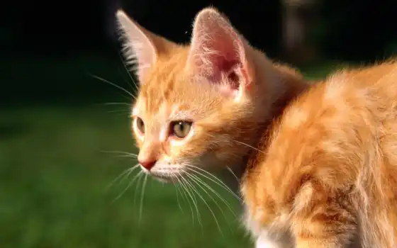 красный, котенок, фото