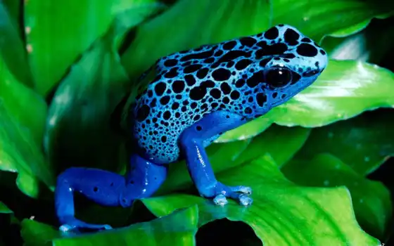 лягушка, жаба, синяя