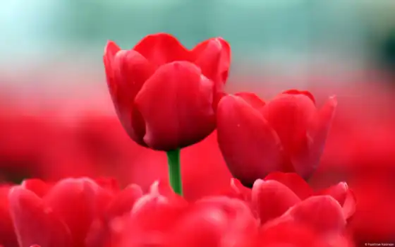 тюльпан, красное, цветы