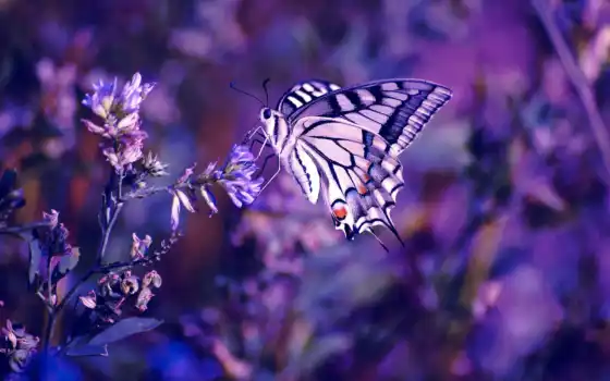 purple, цветы, cvety, бабочка, color, макро, растения, насекомое, mauve, красивые, фиолетовые, 