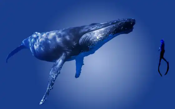 humpback, кит, водолаз, ballenon, una, peakpxpalabra, cleave, pantalla, jorobada